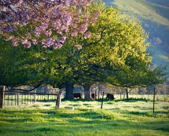 Alexandra Farmstay Esterno foto